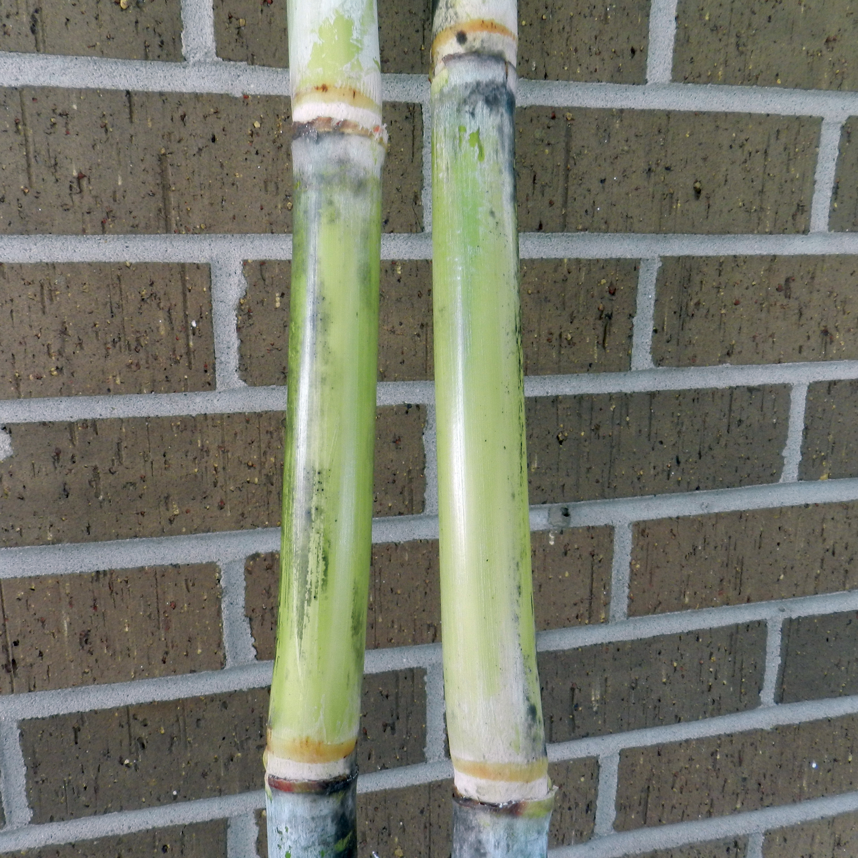 Stalk color under the wax layer – Yellowish green with green being predominant. The stalk becomes a darker reddish-purple with exposure to the sun.